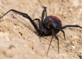 Joven en estado delicado ante mordedura de “Araña Coral”