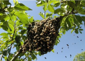 Dos caballos atados fueron picados por abejas