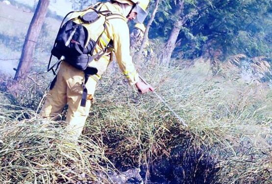 Bomberos combaten un incendio forestal