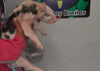 Reconocido caco ofrecía lechoncitos robados