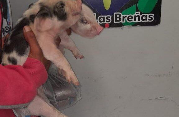 Reconocido caco ofrecía lechoncitos robados