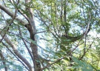 Bomberos Voluntarios liberan en un campo una lampalagua.