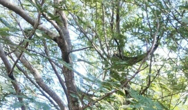 Bomberos Voluntarios liberan en un campo una lampalagua.