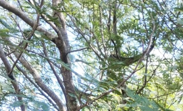 Bomberos Voluntarios liberan en un campo una lampalagua.