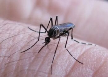 Se informaron casos de circulación viral de Dengue