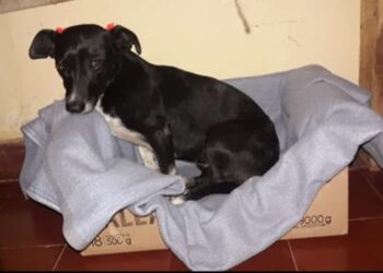 Se perdió “Bella”