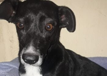 Fue hallada “Bella”