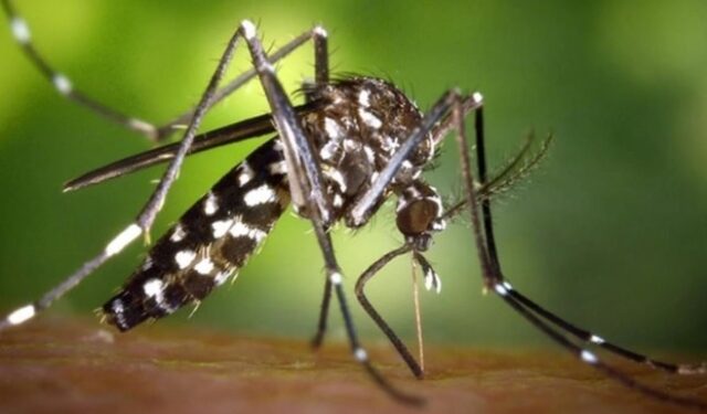 Comisaría Las Breñas: 12 reos con Dengue