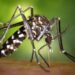 Comisaría Las Breñas: 12 reos con Dengue
