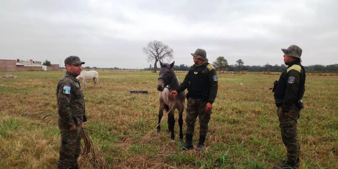 Policía Rural secuestra equinos a la vera de Ruta 6