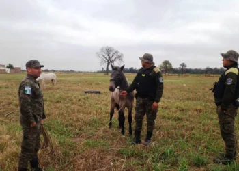 Policía Rural secuestra equinos a la vera de Ruta 6