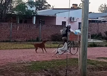 Perros agresivos = Dueños irresponsables