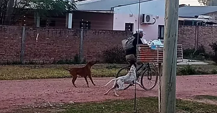 Perros agresivos = Dueños irresponsables