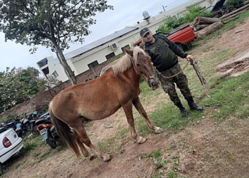 Policía Rural secuestra dos yeguas de la vía pública