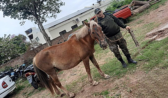 Policía Rural secuestra dos yeguas de la vía pública