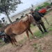 Policía Rural secuestra dos yeguas de la vía pública