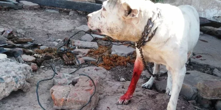 Septuagenario “preso” por atacar a tiros a un perro