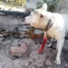 Septuagenario “preso” por atacar a tiros a un perro