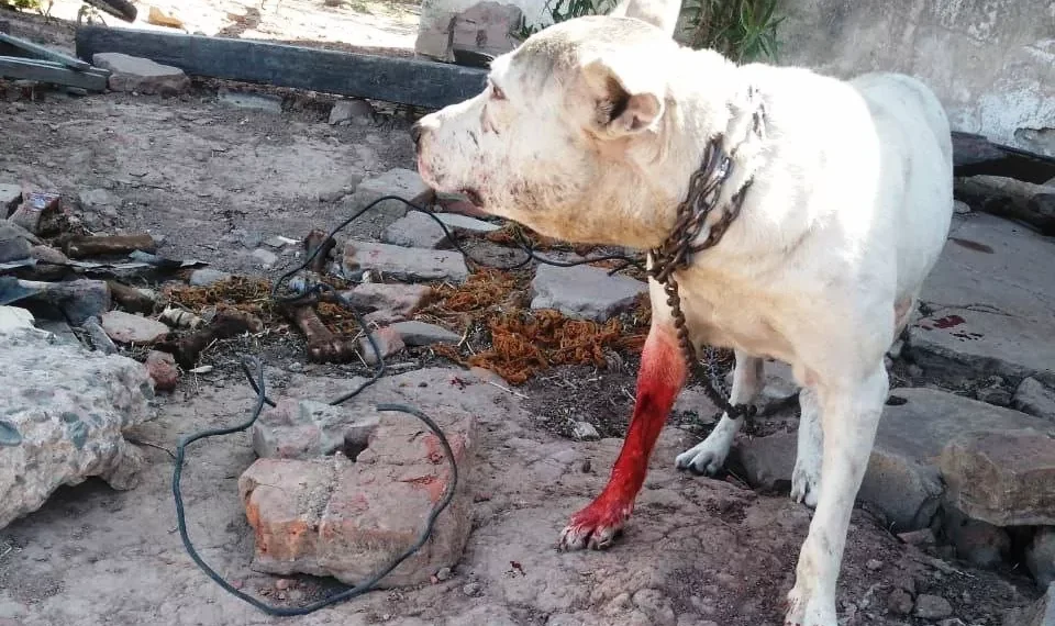 Septuagenario “preso” por atacar a tiros a un perro