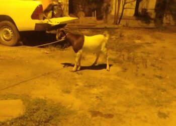 Circulaba con un chivo maneado en el baúl