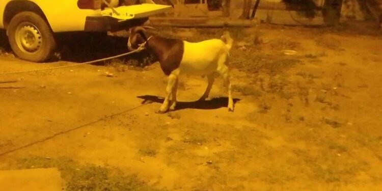Circulaba con un chivo maneado en el baúl
