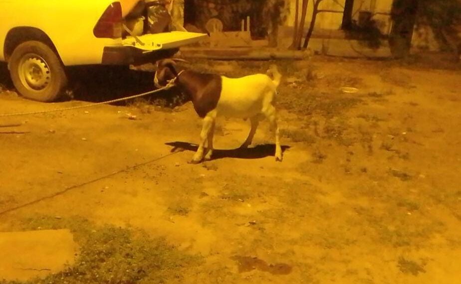 Circulaba con un chivo maneado en el baúl