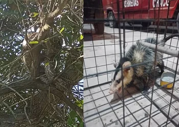 Bomberos atrapan a una lampalagua y una zarigüeya