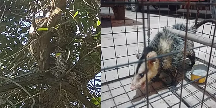 Bomberos atrapan a una lampalagua y una zarigüeya