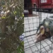 Bomberos atrapan a una lampalagua y una zarigüeya