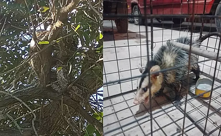 Bomberos atrapan a una lampalagua y una zarigüeya