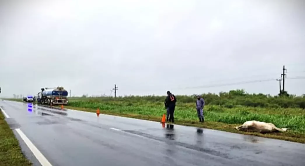 Otro equino en la ruta provoca siniestro