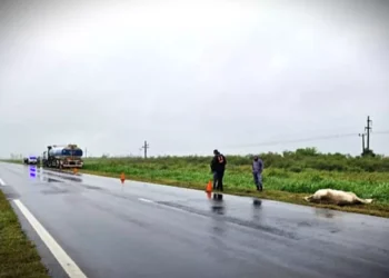 Otro equino en la ruta provoca siniestro