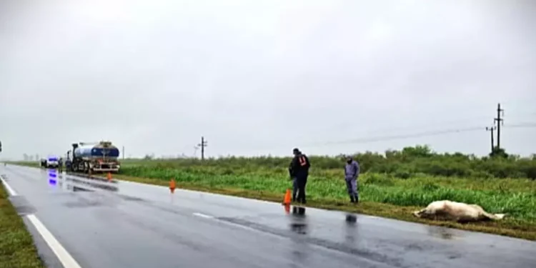 Otro equino en la ruta provoca siniestro