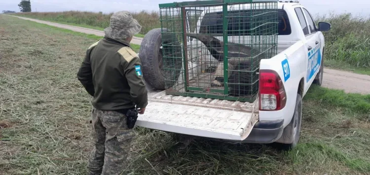 Policía Rural rescató a un “Oso Hormiguero”