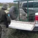Policía Rural rescató a un “Oso Hormiguero”
