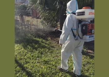 Mutación genética en el Aedes Aegypti lo hace hasta 10 veces más resistente a la fumigación