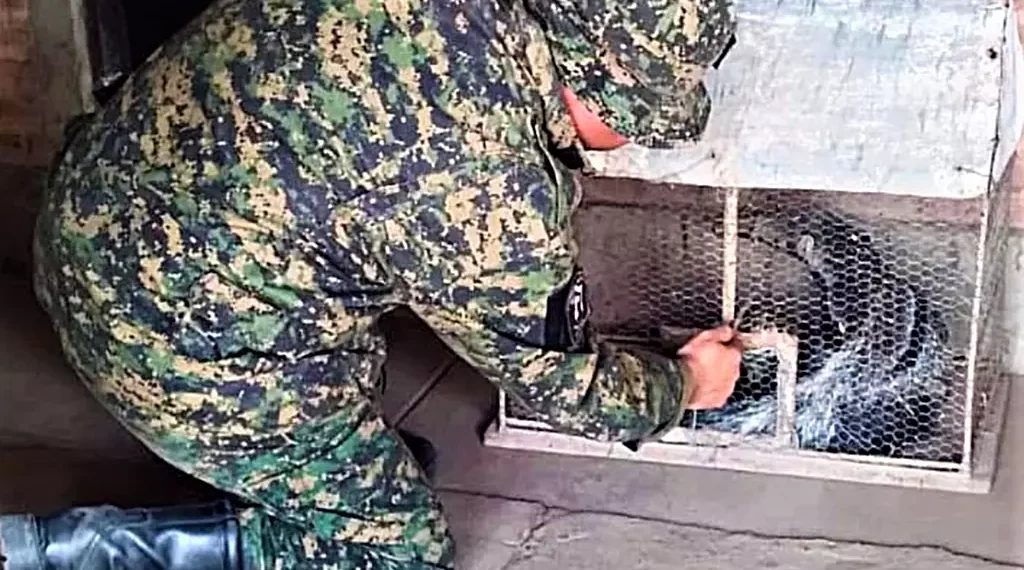 Arduo trabajo de policías de la Rural