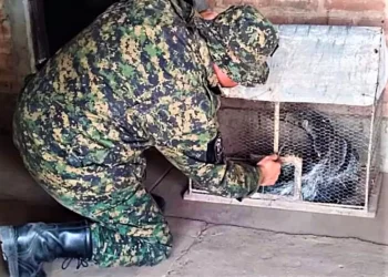 Arduo trabajo de policías de la Rural