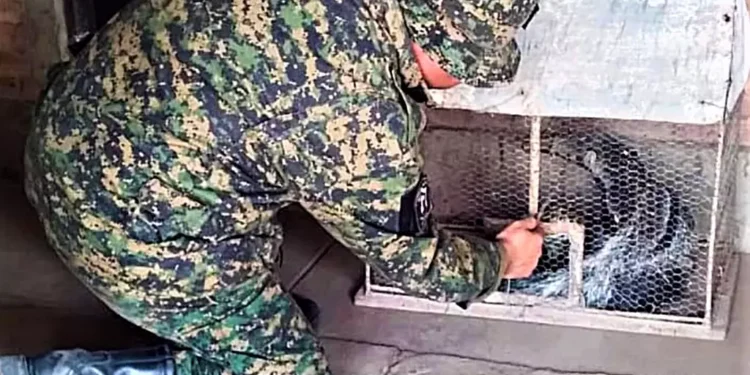 Arduo trabajo de policías de la Rural