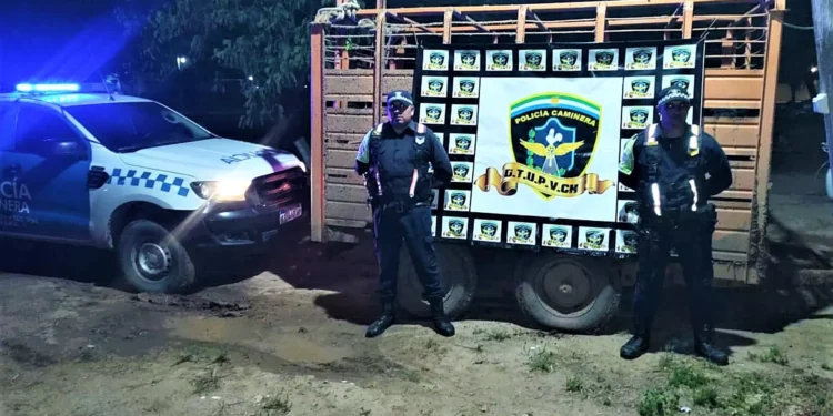 Llevaba 7 vacunos con guías vencidas