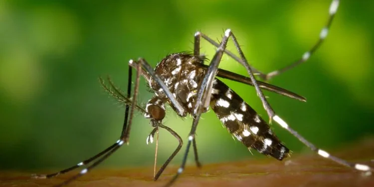 Nuevo caso de Dengue, confirmado por Laboratorio privado