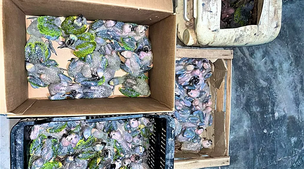 Llevaban 70 “loros habladores” pichones en moto robada