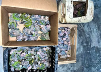 Llevaban 70 “loros habladores” pichones en moto robada