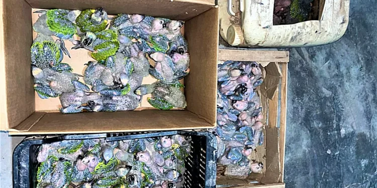 Llevaban 70 “loros habladores” pichones en moto robada