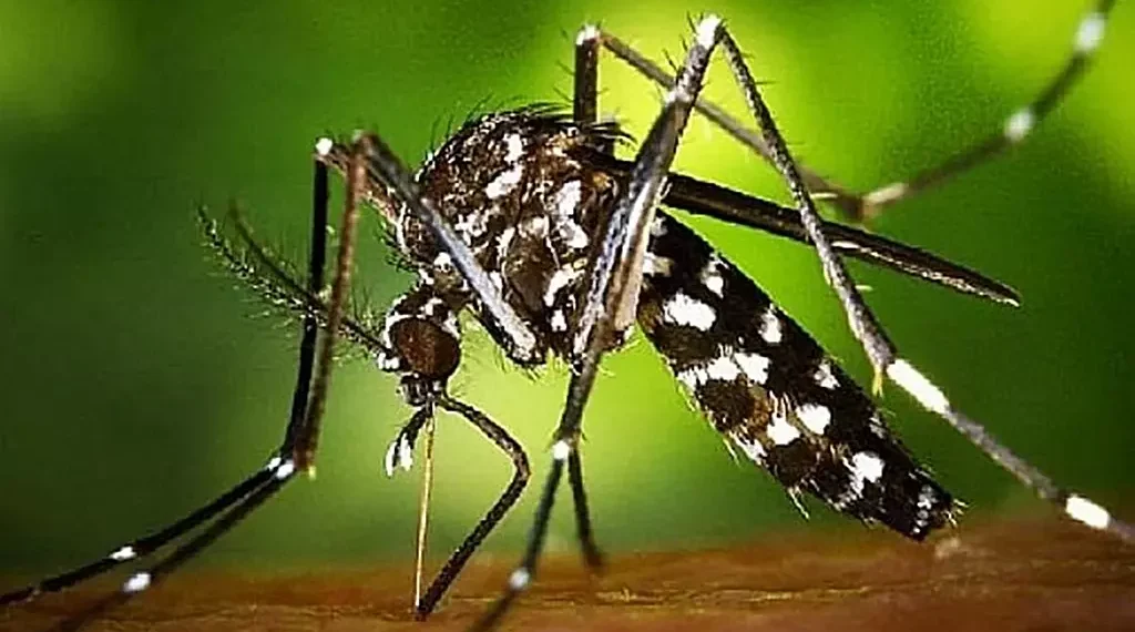 Mosquitos: Este verano no se han visto tanta cantidad