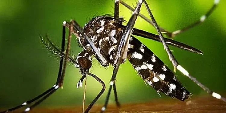 Mosquitos: Este verano no se han visto tanta cantidad