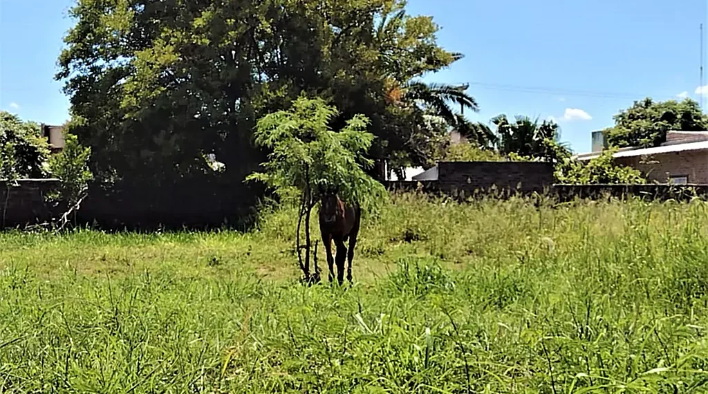 Bomberos Voluntarios rescatan a un caballo atado bajo el sol