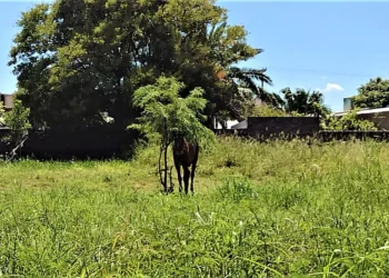 Bomberos Voluntarios rescatan a un caballo atado bajo el sol