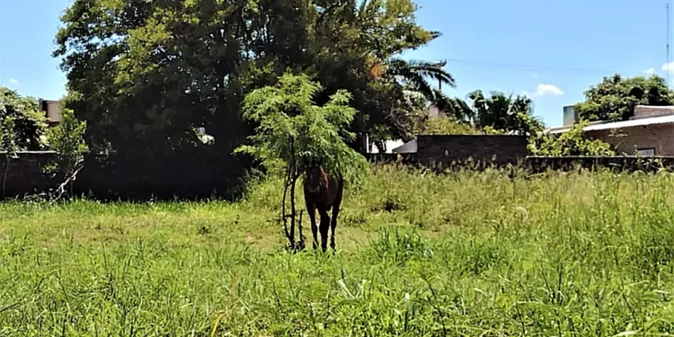 Bomberos Voluntarios rescatan a un caballo atado bajo el sol