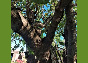 Bomberos Voluntarios rescatan lampalagua